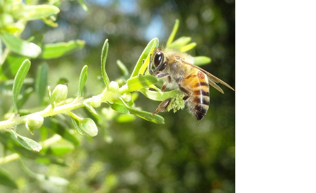 Green Propolis from Minas Gerais